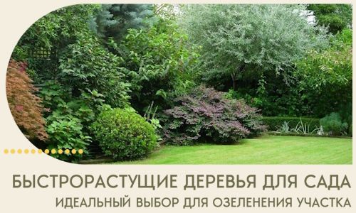 Быстрорастущие деревья для сада идеальный выбор в Магнитогорске